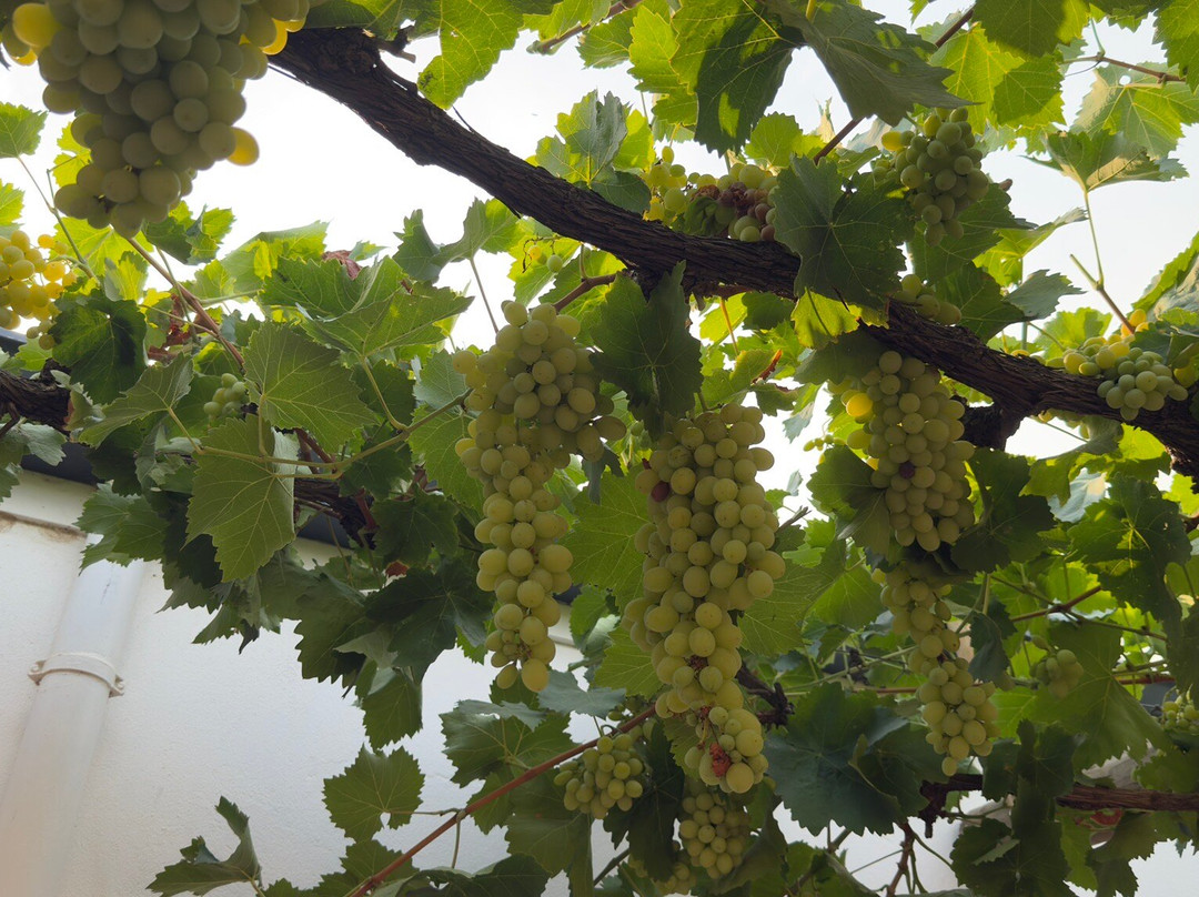 曼利葡萄酒小屋主图