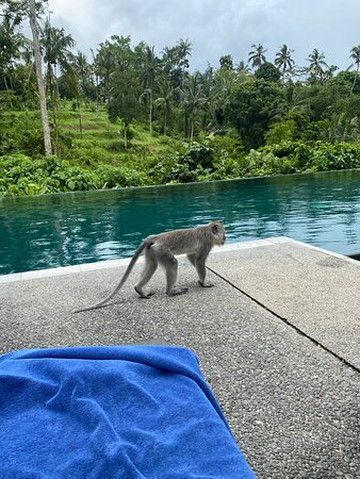 阿丽拉 乌布 . 巴厘岛主图