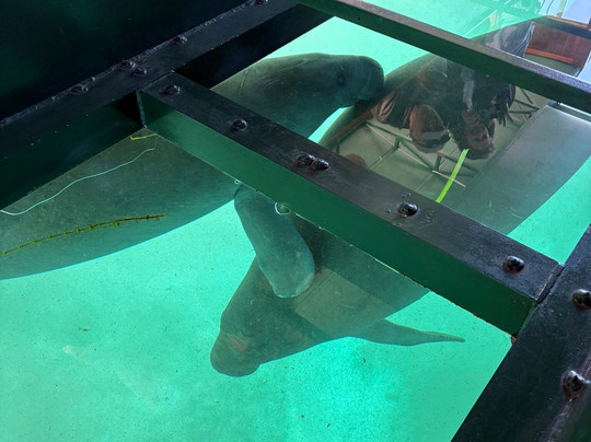 Silver Springs River-奥卡拉必去景点