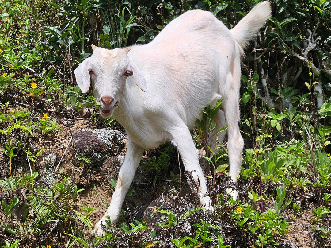 Sri Lanka Knuckles Trekking-康提必去景点