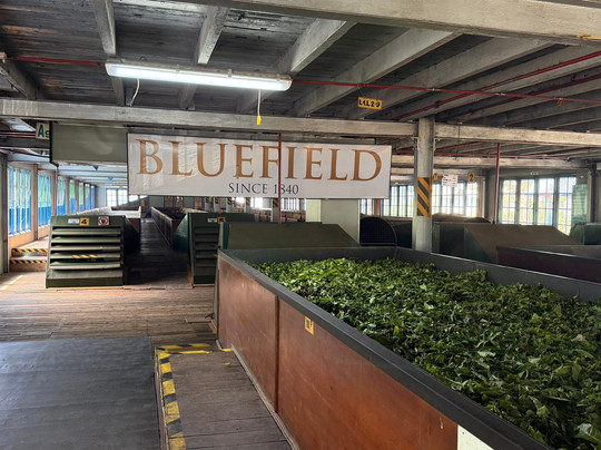 Blue Field Tea Factory-拉马伯达必去景点