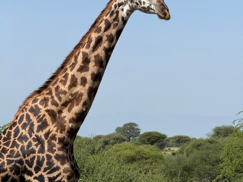 African Skies Tanzania-阿鲁沙必去景点