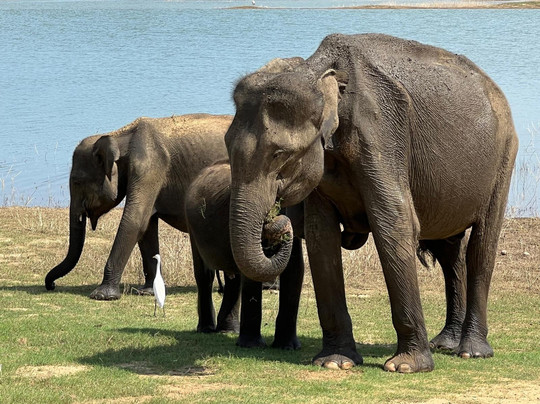 Riu Lanka Tours and Travels (PVT) Ltd-亚洪加拉必去景点