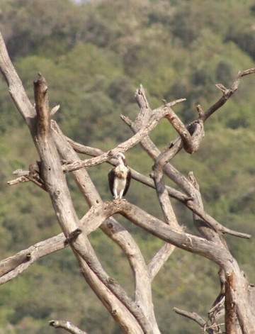 Gemfinders Safaris-内罗毕必去景点