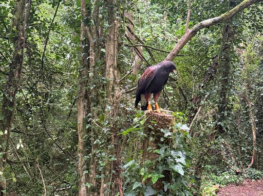 Ireland's School of Falconry-康镇必去景点