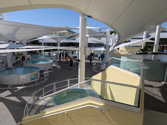 Loggerhead Marinelife Center-朱诺海滩必去景点