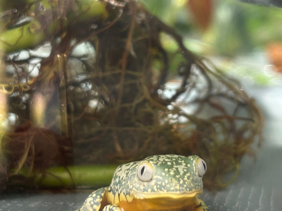 Wikiri Sapoparque-基多必去景点