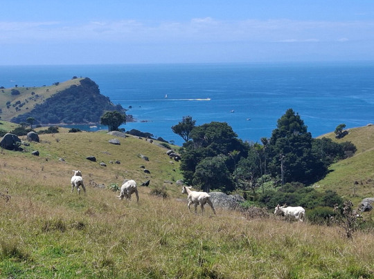 Stony Batter Tunnels-怀系奇岛必去景点