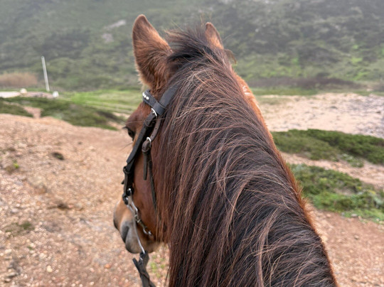Horse Adventure Tours-Aljezur必去景点