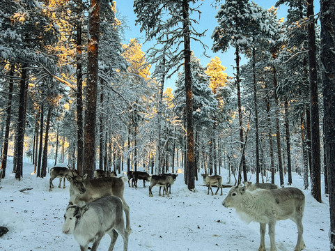 Angeli Reindeer Farm-伊纳里必去景点