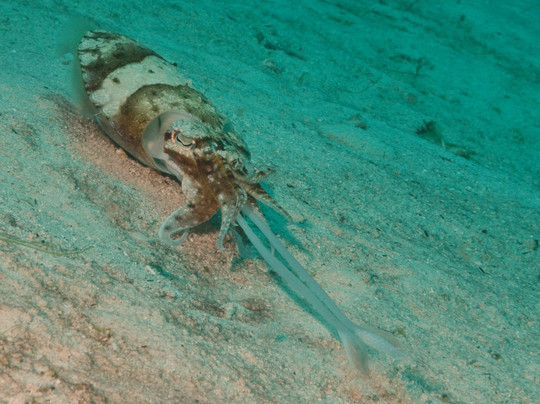 Coco Grove Dive Shop-Tubod必去景点