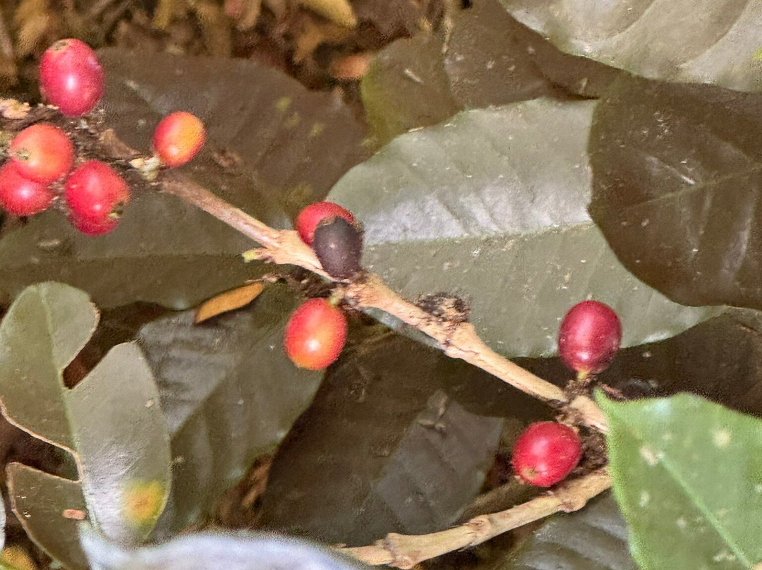 Holualoa Kona Coffee Company-哈陆亚洛亚必去景点