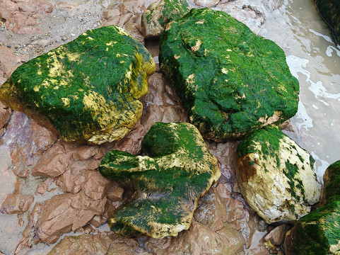 Isle of Wight Fossil Walks- Wight Coast Fossils-文特诺必去景点