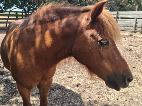 Woolmers Estate-Longford必去景点