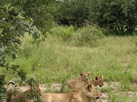Shangana Safaris Okavango Botswana-马翁必去景点