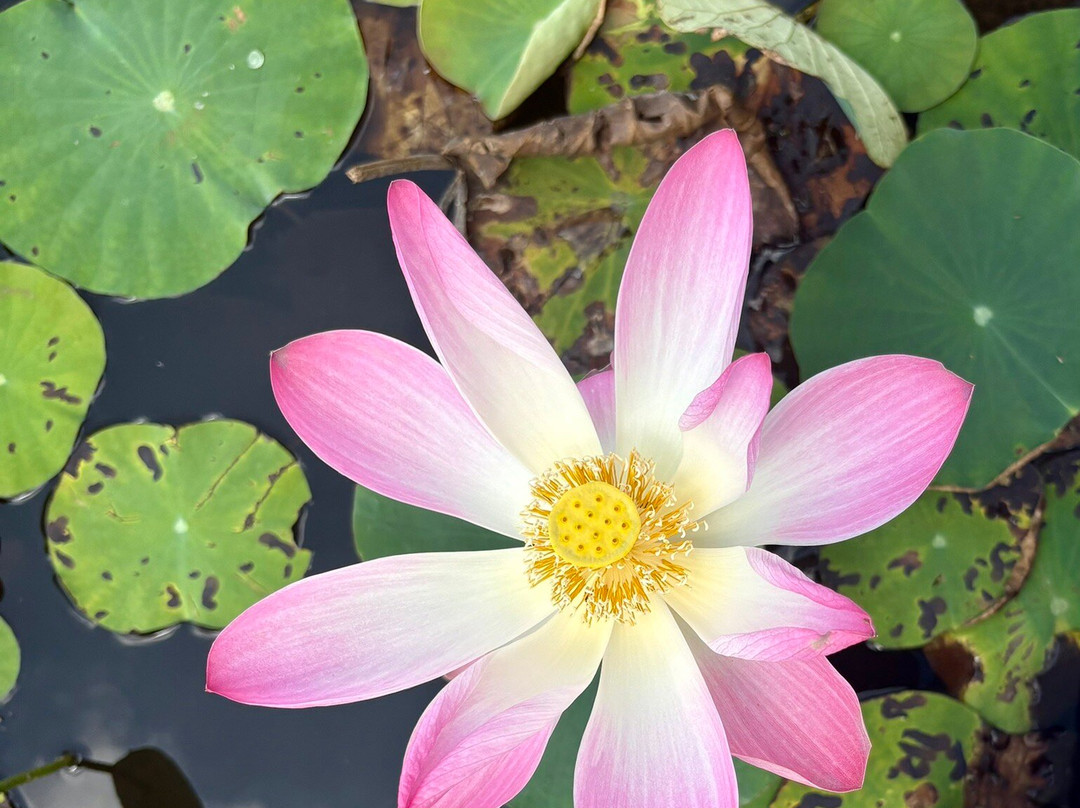 Bueng Bua Nature Observation Center-三百岭必去景点