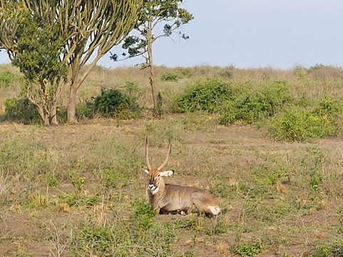 Afrika Panthera Safaris-Fort Portal必去景点