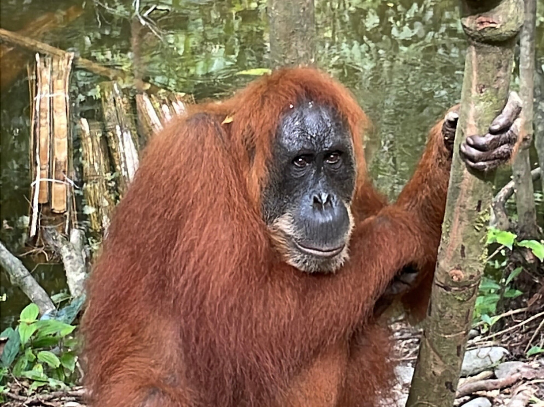 Orang Utan Bukit Lawang-武吉拉旺必去景点