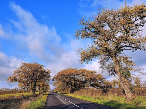 Chêne parapluie-Lathus-Saint-Remy必去景点