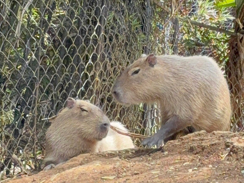 Rescate Wildlife Rescue Center-阿拉辉拉必去景点