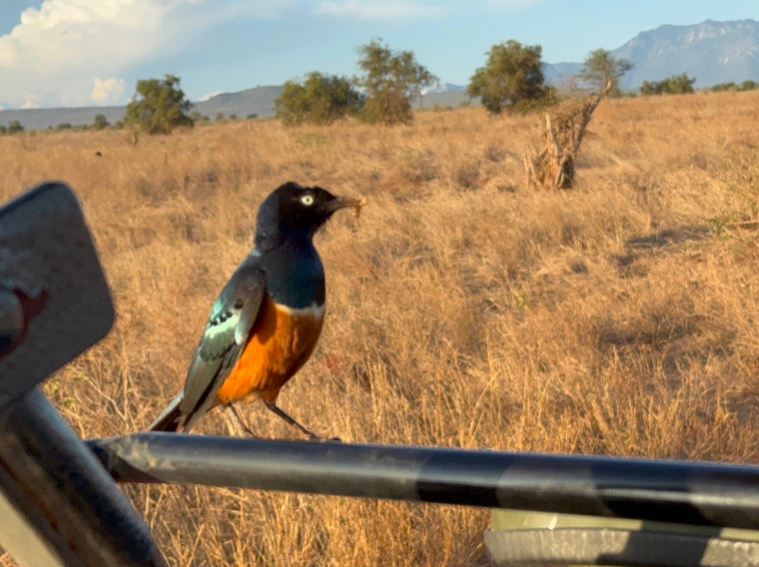Tana Birding and Wildlife Safaris-蒙巴萨必去景点