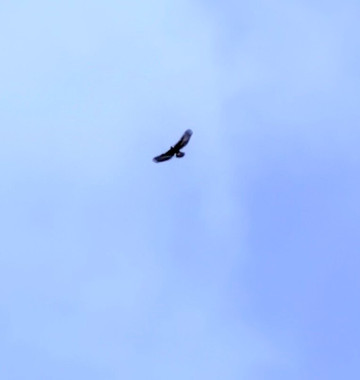 Lamar Valley Touring-加德纳必去景点