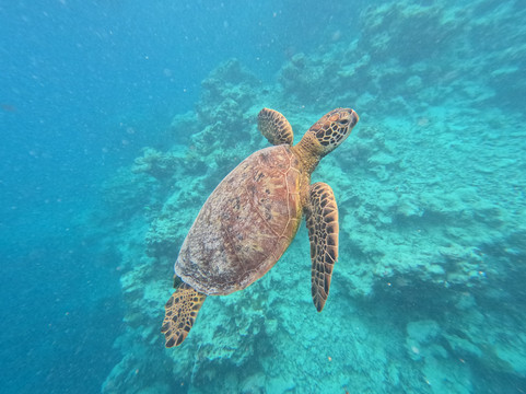 Kali & Kato's Rarotonga Turtle Tours-Takitumu District必去景点