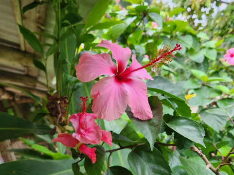 Yardie Tours-奥乔里奥斯必去景点