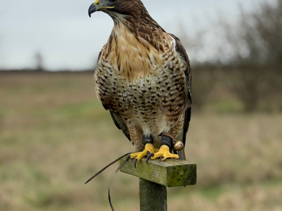 Bird on the Hand Falconry Experiences-Church Langton必去景点