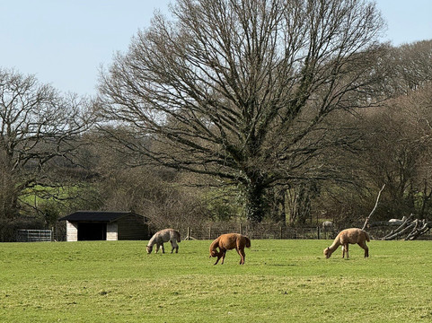Petlake Alpacas of the New Forest-Totton必去景点