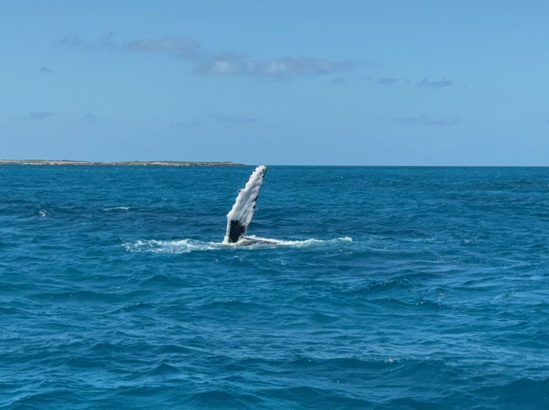 Ocean Vibes Scuba & Watersports-Grand Turk必去景点
