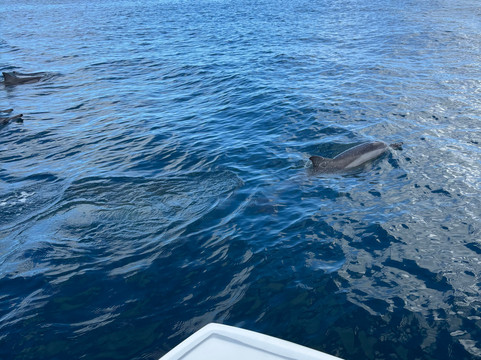 Dream Dolphin-黑河必去景点