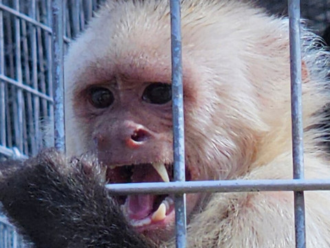 Jungle Friends Primate Sanctuary-盖恩斯维尔必去景点