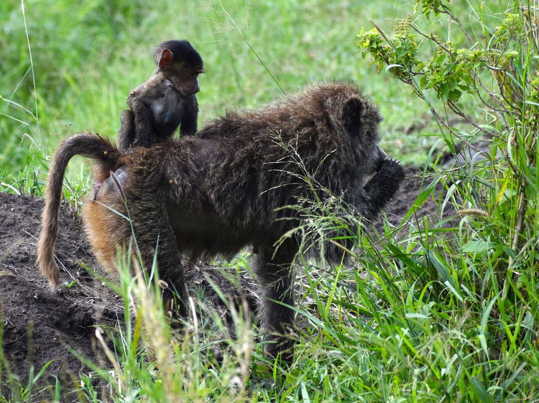Calabash Adventures-阿鲁沙必去景点
