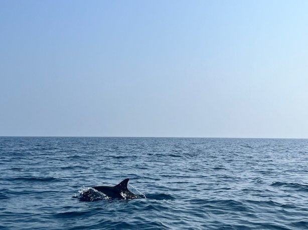 海豚海滩度假村-官方