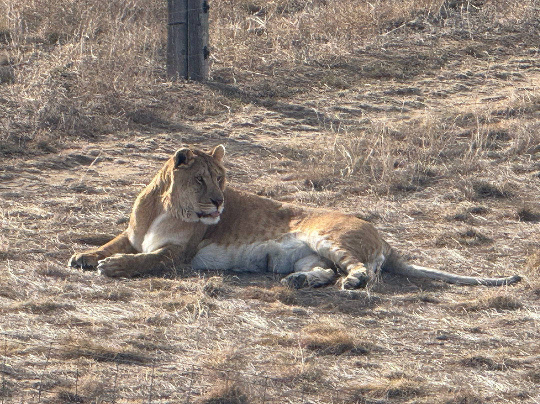 Wild Animal Sanctuary-Keenesburg必去景点