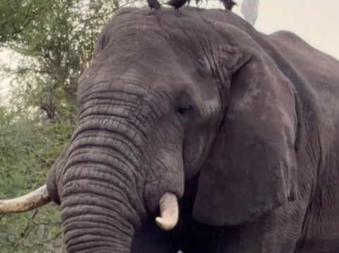 K Safaris-坎帕拉必去景点