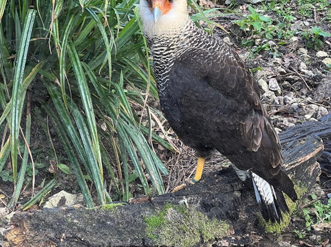Marwell Zoo-温彻斯特必去景点