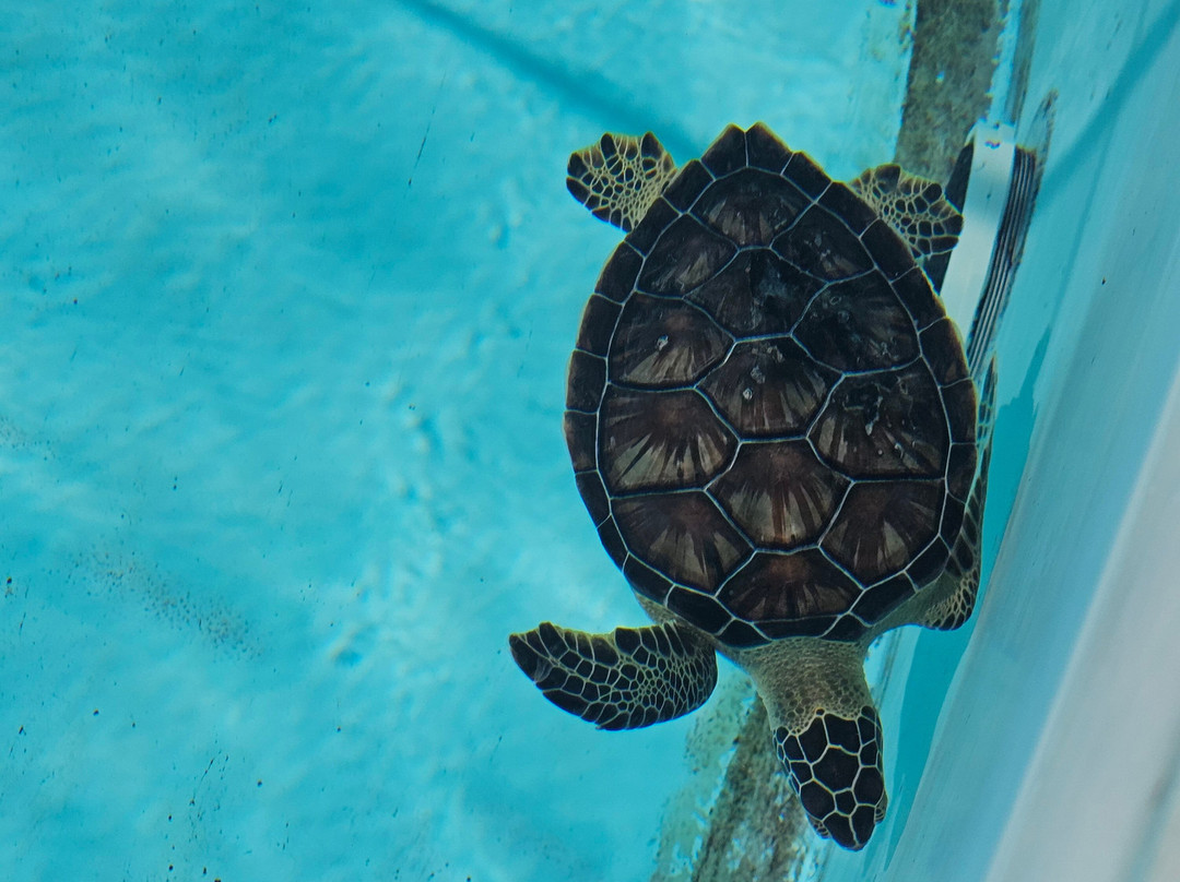 Sea Turtle Center-马拉松必去景点