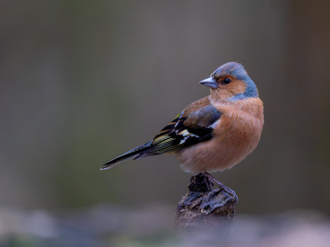 Argaty Red Kites-Doune必去景点