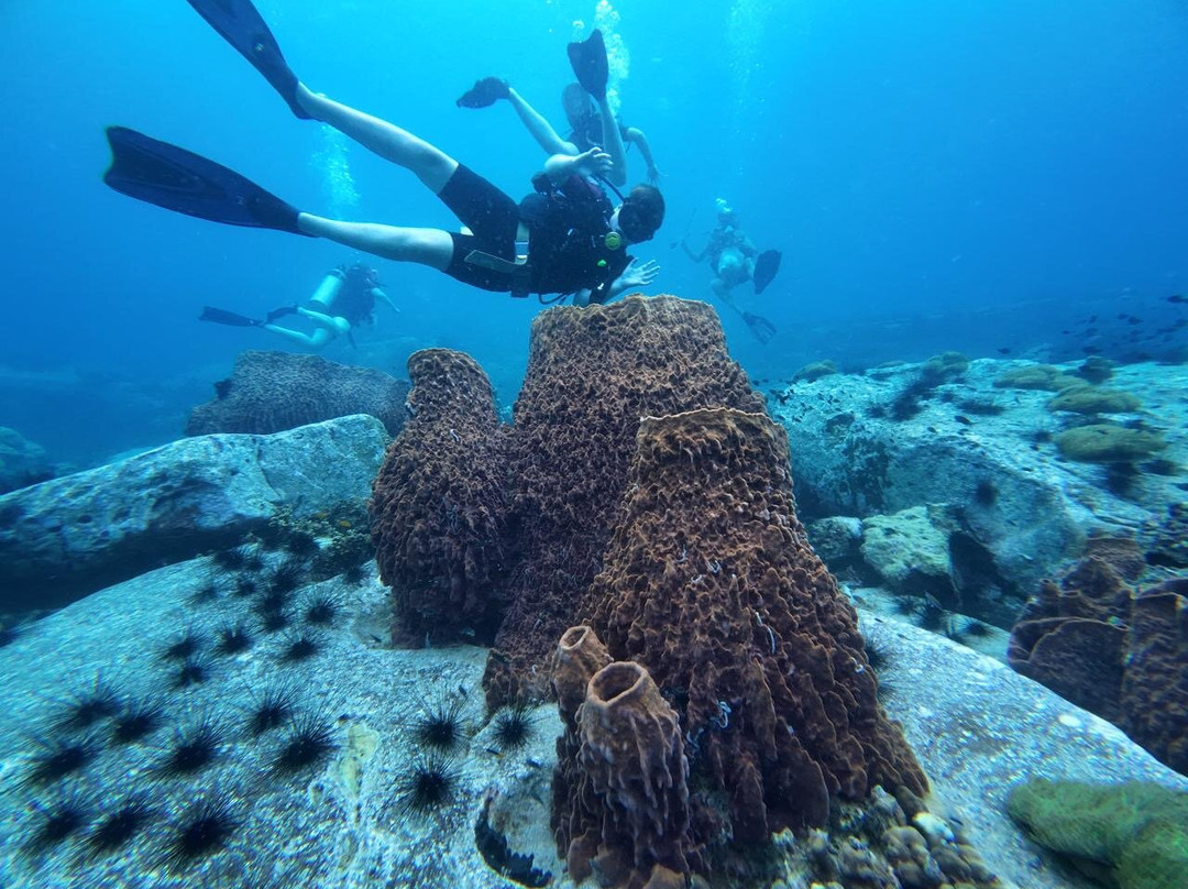 Scuba Nation Diving Centre-高龙撒冷岛必去景点