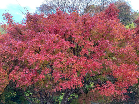 Maple Road-富津市必去景点