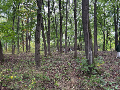 Hovedoya-奥斯陆必去景点