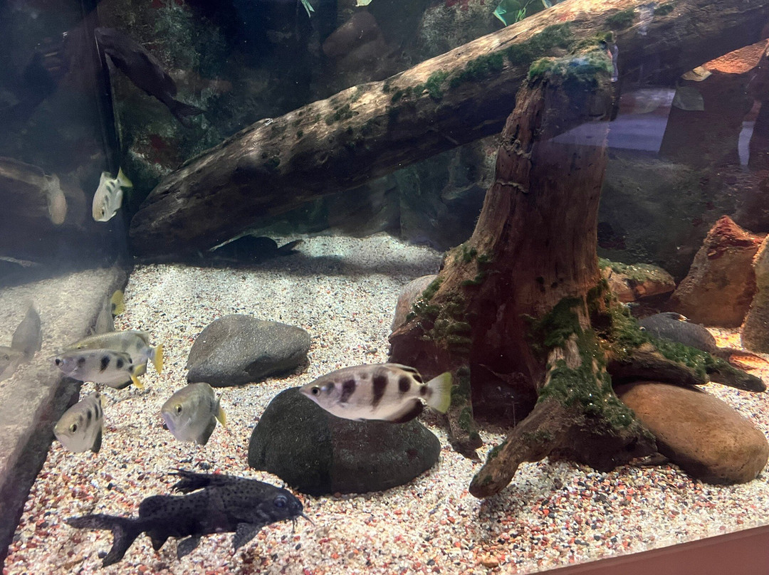 Newport Aquarium-Newport必去景点