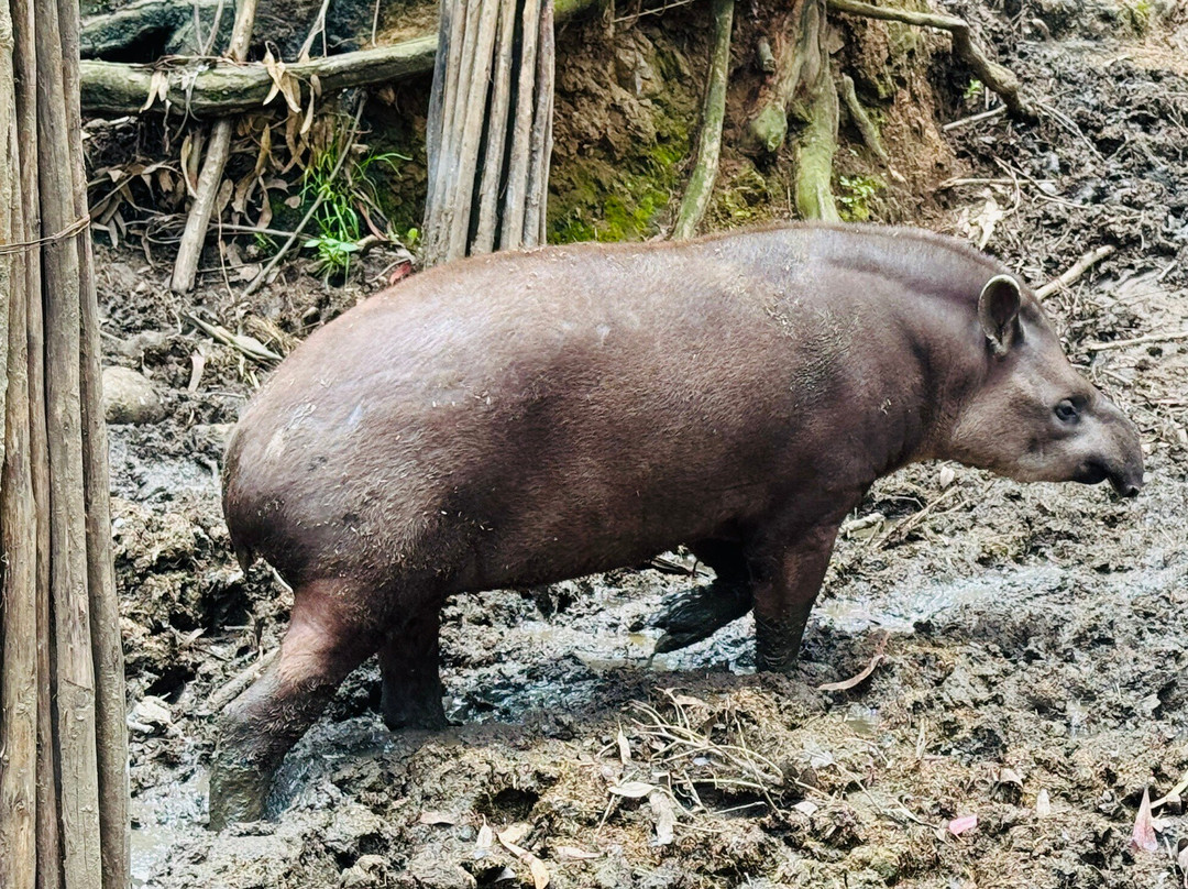 AMARU Bioparque Cuenca Zoologico-昆卡必去景点