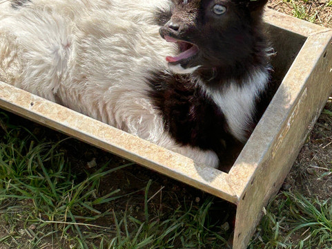 科茨沃尔德农场公园-Kineton必去景点