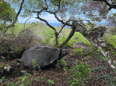 Cruise In Galapagos-阿约拉港必去景点
