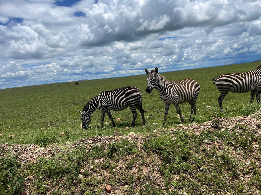 Meander Africa Safaris-内罗毕必去景点