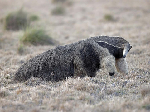 Wild Llanos Tours and Safaris-Yopal必去景点