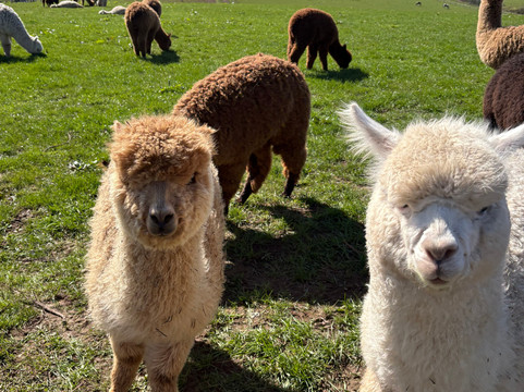 Charnwood Forest Alpacas-Boundary必去景点